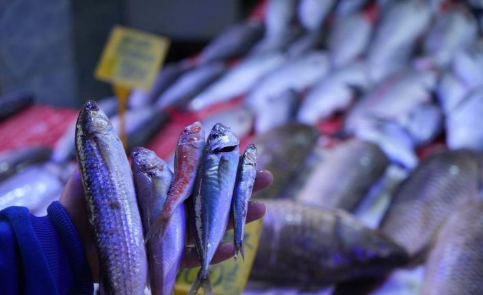 Balıkçılar sezona hamsi ve istavrit bolluğuyla girecek