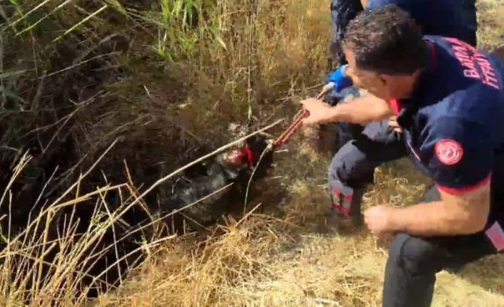 Batman’da kuyuya düşen keçi kurtarıldı