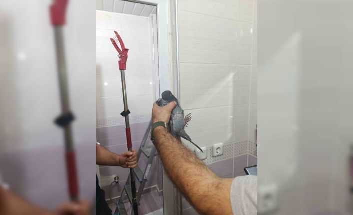 Batman’da site bahçesinde sıkışan güvercin kurtarıldı