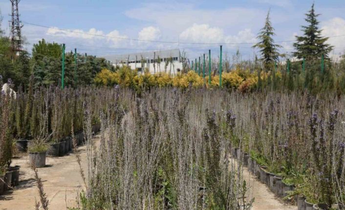 Battalgazi’de 210 bin fidan toprakla buluştu