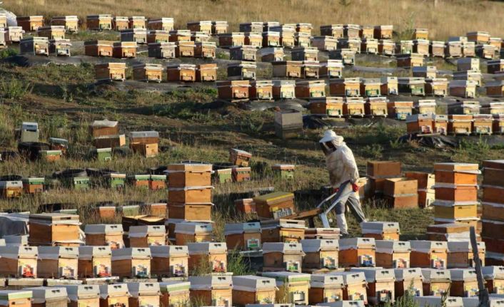 Bayburt’ta bal hasadı sezonu başladı