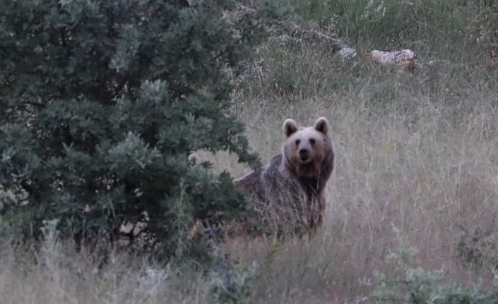 Bayburt’ta iki farklı yaylada ayılar görüldü