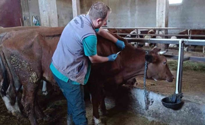 Bayburt’ta şap aşılama çalışmaları merkez ve ilçelerde devam ediyor
