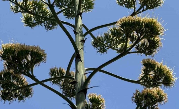 Beylikdüzü’nde şaşırtan UNESCO listesindeki endemik sabır çiçeği