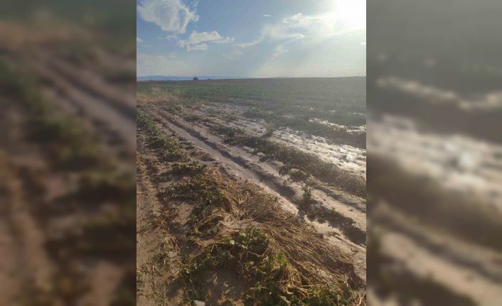 Beypazarı’nda sağanak yağış tarlalara zarar verdi