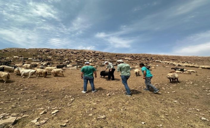 Beytüşşebap yaylalarında hayvanlara sağlık kontrolü