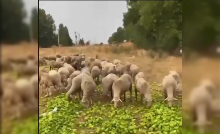 "Biberlerin para etmediği için hayvanlara yedirildiği" iddiasının gerçeği yansıtmadığı ortaya çıktı