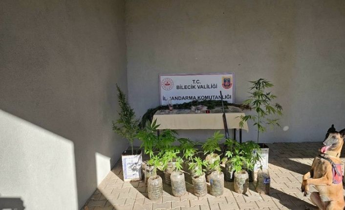 Bilecik’te yasadışı kenevir ve uyuşturucu operasyonu 1 gözaltı