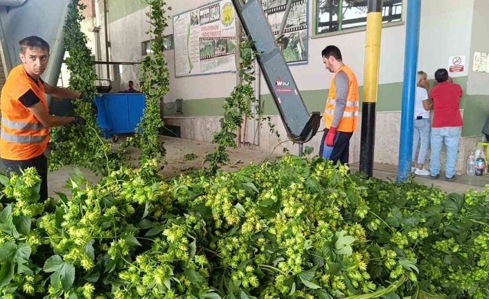 Bilecik’te ’yeşil altın’ diye adlandırılan şerbetçiotunun hasadı başladı