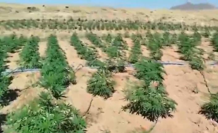 Bingöl’de 23 bin kök kenevir bitkisi ele geçirildi