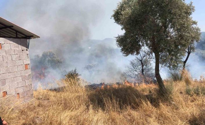 Bodrum’da otluk ve zeytinlik alanda yangın