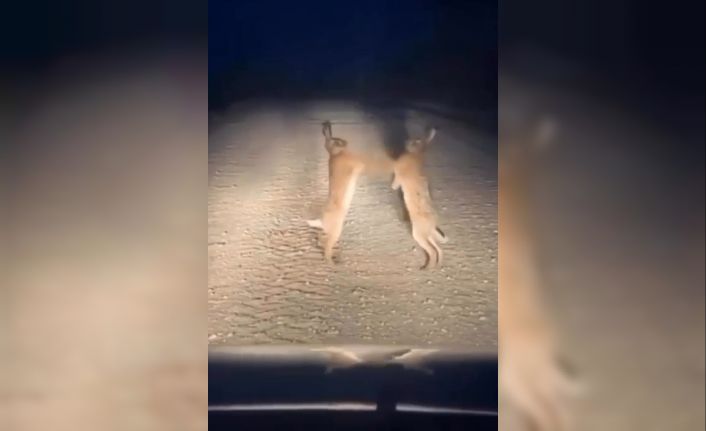 Boks maçını aratmayan anlar: Bayburt’ta iki yaban tavşanı kavga ederken görüntülendi