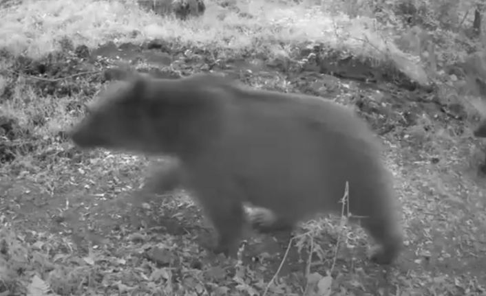 Bolu’da anne ayı ve 3 yavrusu görüntülendi