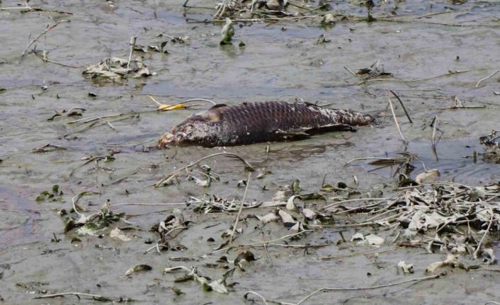 Bolu’da balık ölümlerinin yaşandığı gölde ekipler inceleme yaptı