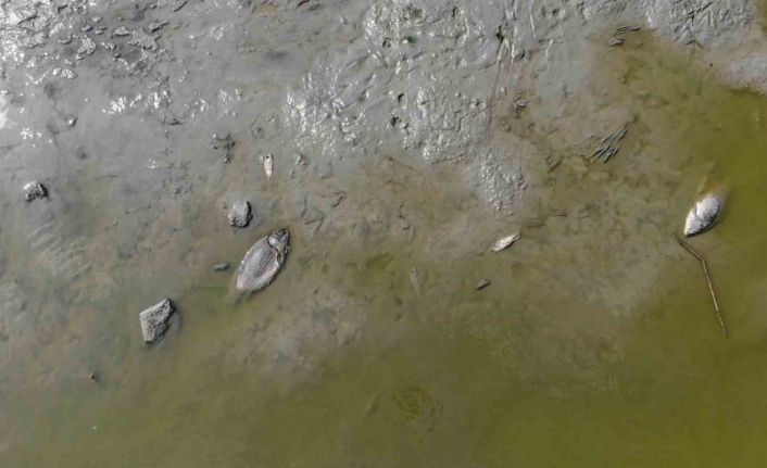 Bolu’da gölet kurudu: Yüzlerce telef olan balık havadan görüntülendi