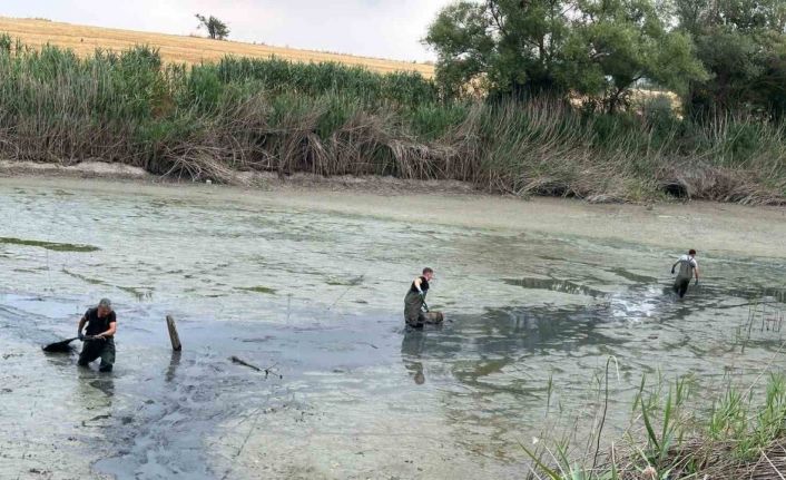 Bolu’da, kuruyan gölette mahsur kalan balıklar kurtarıldı