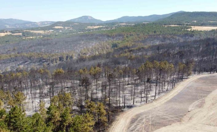 Bolu’daki orman yangınıyla ilgili 1 kişi tutuklandı