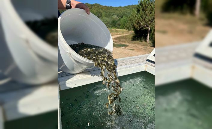 Bolu’dan, Ankara ve Kırıkkale’ye 2.5 milyon yavru sazan gönderildi