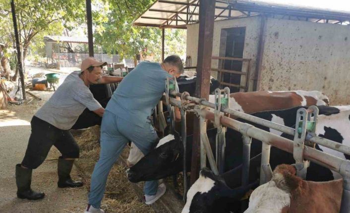 Bozdoğan’da hastalıktan ari işletmelerde kontroller sürüyor