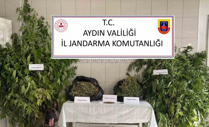 Bozdoğan’da uyuşturucu operasyonu: "Ormanlık alanda kenevir yetiştirmiş"