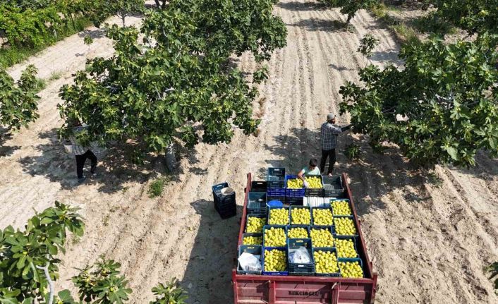 Buharkent’in damak çatlatan lezzeti taze incir, sofralarda yerini aldı