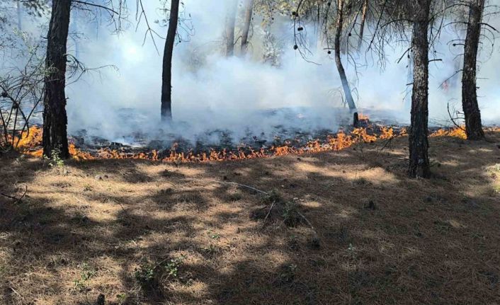 Buldan’da çıkan orman yangını kısa sürede kontrol altına alındı