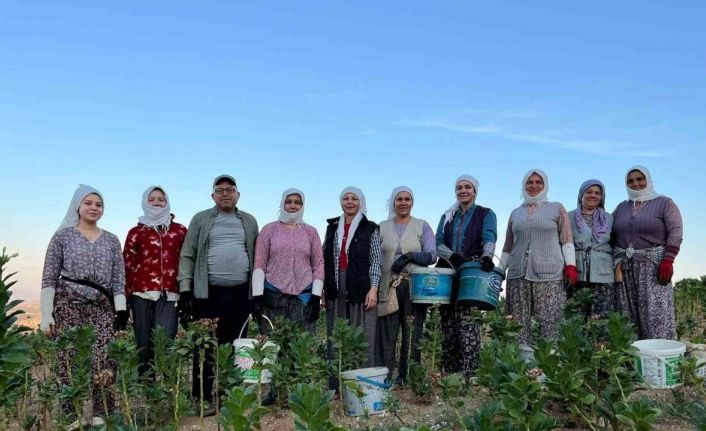Buldan’da kekik ve tütün üreticilerinin yüzü gülüyor