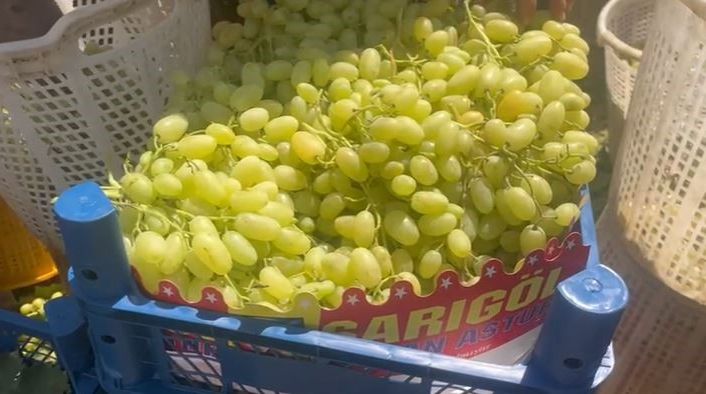 Buldan’da üzüm bağlarında hasat başladı