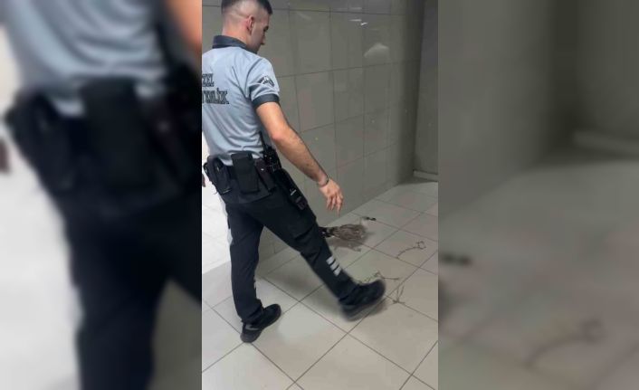 Bursa’da bir martı acile uçarak girdi