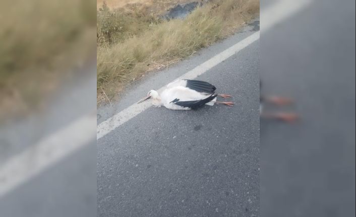 Büyükçekmece’de leyleklerin çarptığı trafoda yangın