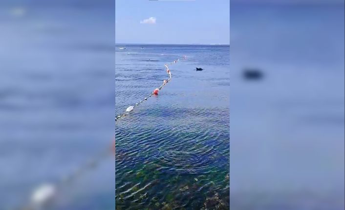 Caddebostan’da yunuslarla vatandaşın yüzme keyfi kamerada