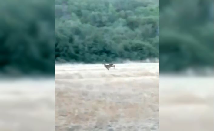 Çanakkale’de alevler arasından kaçan karaca cep telefonu kamerasına yansıdı