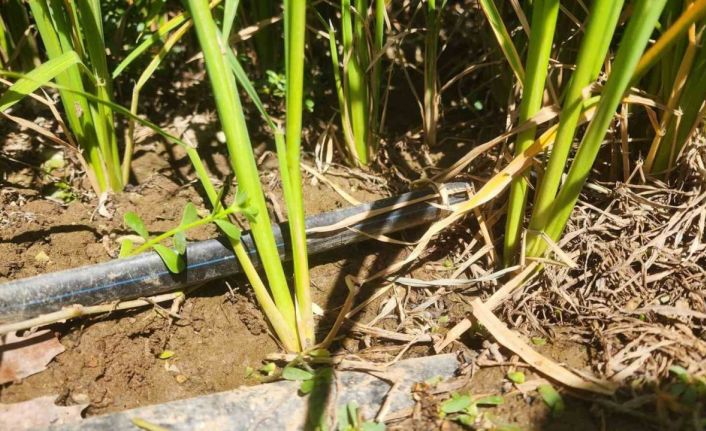 Çanakkale’de çeltikler 5 yıldır damla sulama yöntemiyle yetiştiriliyor