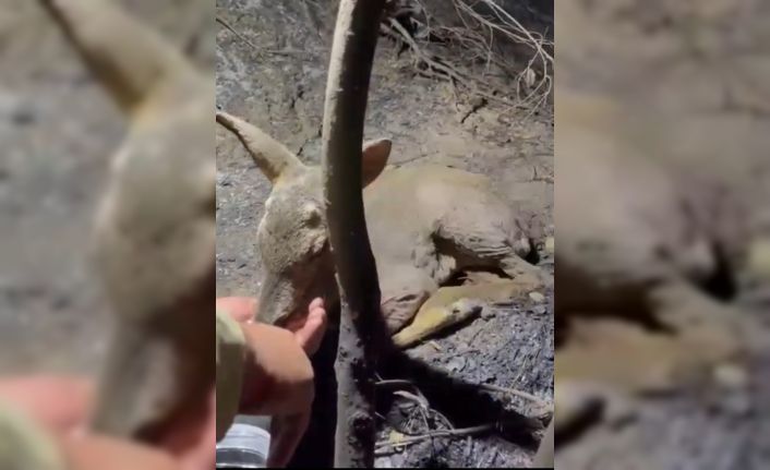 Çanakkale’de çıkan orman yangınında yaralanan yavru ceylana ekipler su yetiştirildi