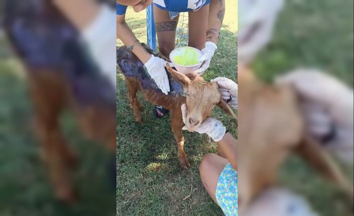 Çanakkale’de orman yangınında yanan keçi Emekli Hayvanlar Çiftliği’nde tedavi altına alındı