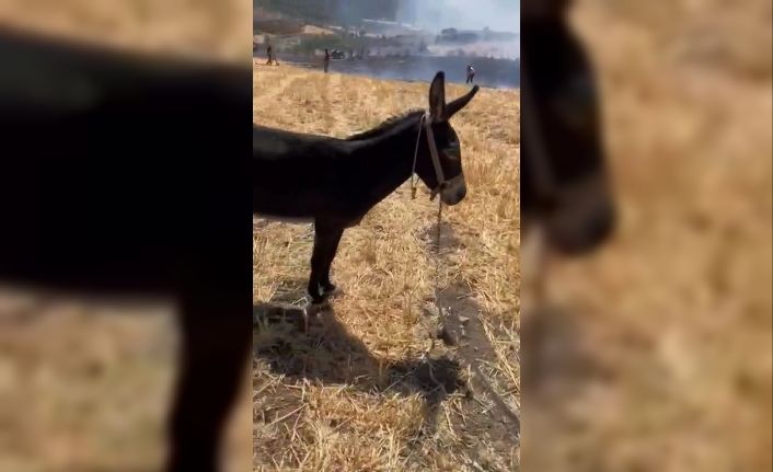 Çanakkale’de tarım arazisindeki yangında ağaca bağlı eşeği vatandaş kurtardı