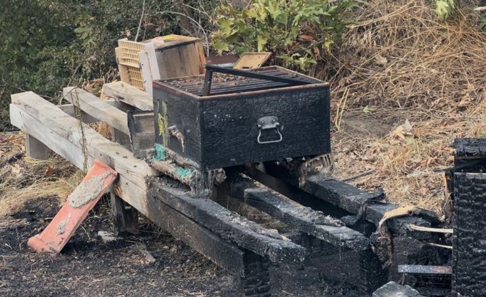 Çanakkale’deki orman yangınında arı kovanları alevlere teslim oldu