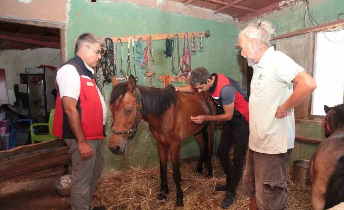 Çanakkale’deki yangınlarda mahsur kalan hayvanlara sağlık taraması