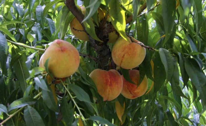 Çarşamba şeftalisinde hasat zamanı