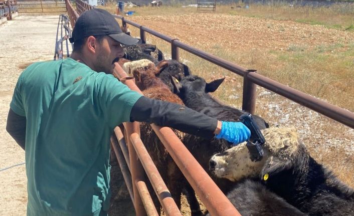Çavdarhisar’da ithal hayvan kontrolleri yapıldı