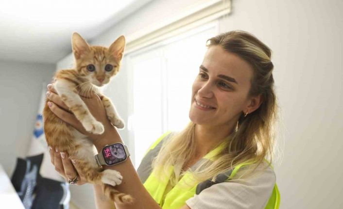 Çaya düşüp hayatta kalma mücadelesi veren yavru kediyi ekipler kurtardı