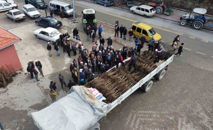 Cevizin başkenti artık Denizli