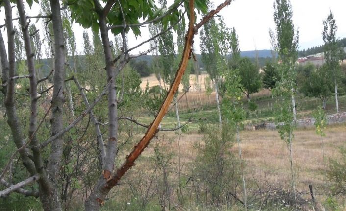 Çiftçilerin bahçesine zarar veren şüphelinin geyik olduğu ortaya çıktı