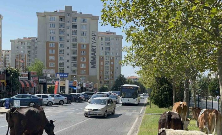 Çiftlikten firar eden inek sürüsü şehir merkezine indi