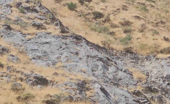 Cilo Dağı’nda dağ keçileri görüntülendi
