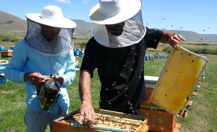 Coğrafi işaretli balın hasadı başladı; kilosu 1500 TL’den satılıyor