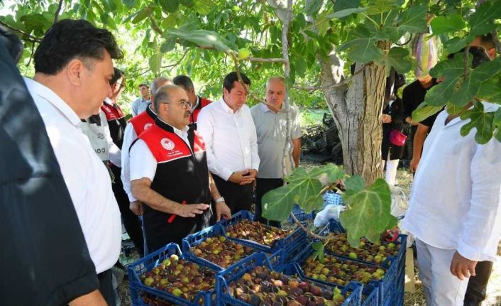 Coğrafi işaretli Havran siyah inciri hasadı başladı