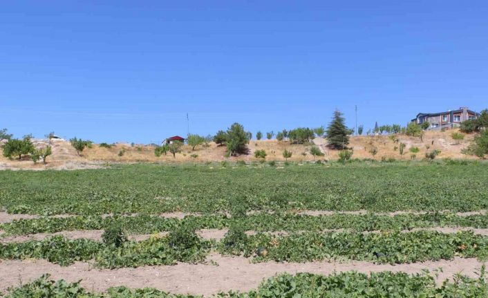 Coğrafi işaretli meşhur Kahramankazan kavunu yeniden sofralara dönüyor