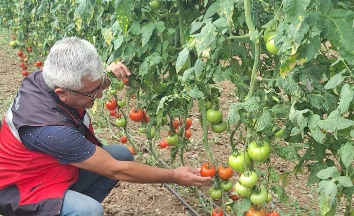 Coğrafi işaretli Simav Eynal domatesleriyle ilgili denetim çalışması