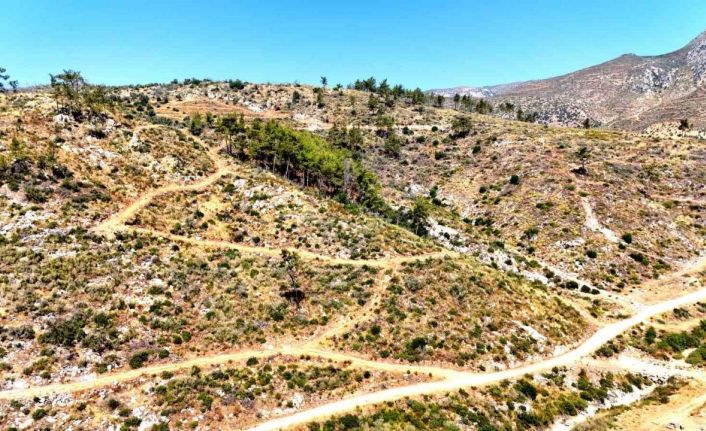 Çökertme’de küle dönen ormanlar 5 yılda yeniden hayat buldu